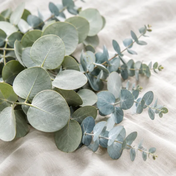 Eucalyptus
