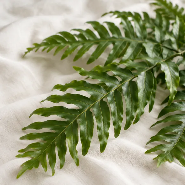 Leatherleaf fern