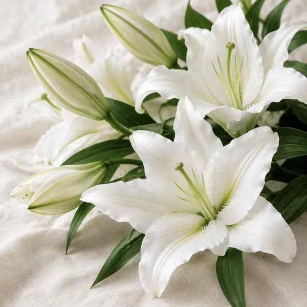 Oriental lily