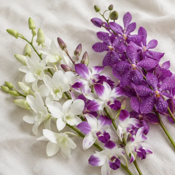 Mokara & dendrobium orchid