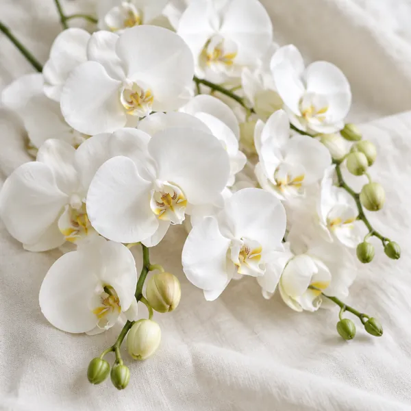 Phalaenopsis orchid